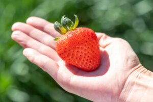 春の果物～いちごの魅力を知って美容、健康に～[吉田管理栄養士]