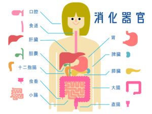 腸内環境にまつわるあれこれ～その①（連載）～[吉田管理栄養士]