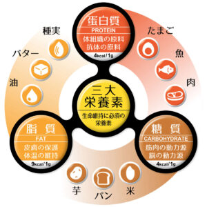 あぶらのおはなし～その①（連載）[吉田管理栄養士]