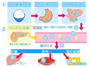 糖質は敵？～働きや、身体に及ぼす影響、上手に付き合う方法～[吉田管理栄養士]