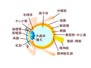眼精疲労を起こしていませんか？～自律神経ともかかわる目の疲れ、放置せず日頃から対策をして目の健康を保ちましょう～ 【吉田管理栄養士】