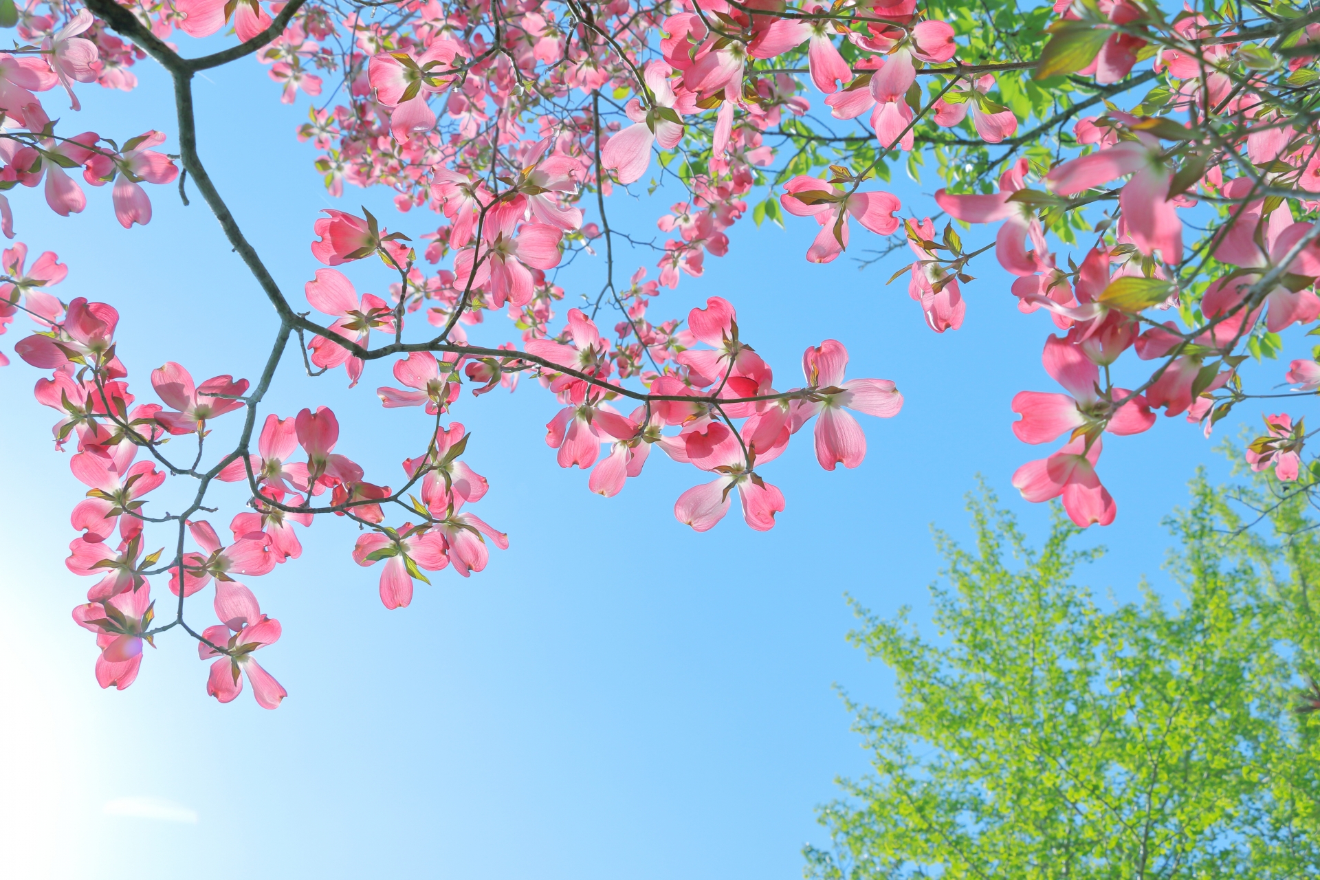 薬膳コラム「春の五行」新緑の春